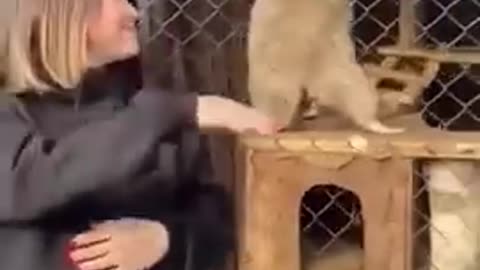Baby Smart Cute Funny Animals doing clever tricks funny animals go #shorts