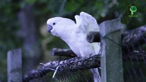 Cute White Parrot singing and dancing