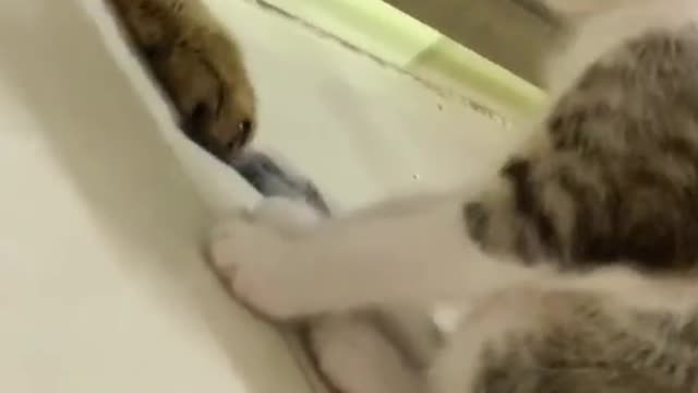 ##catmom #kittyoftiktok #kitty #catoftiktok #cat #funnycat