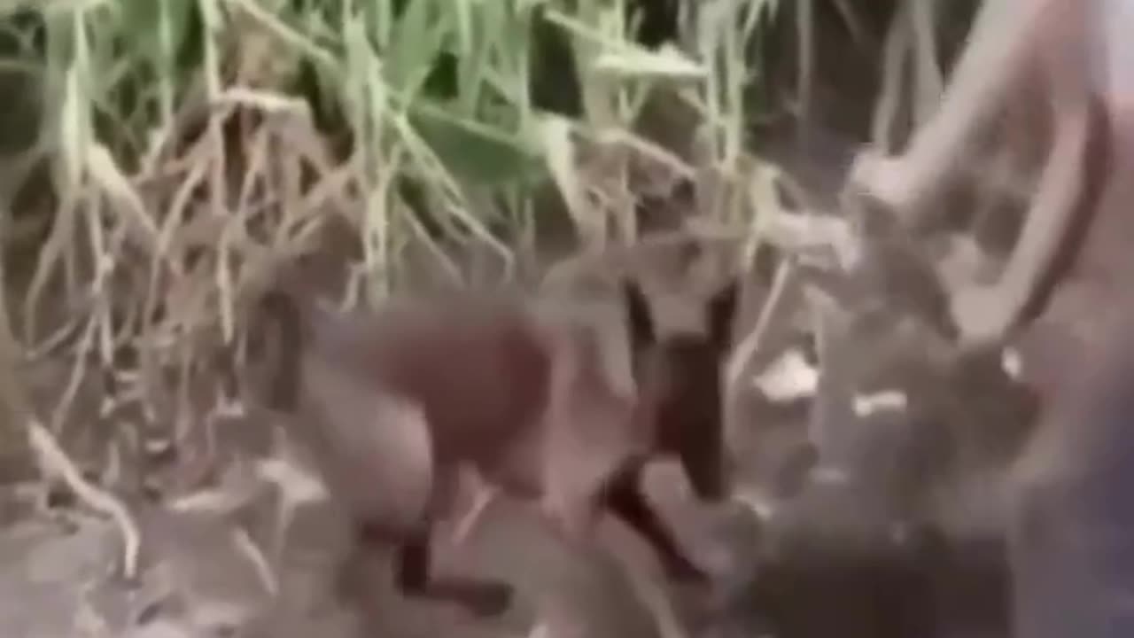Cat and dog funny videos