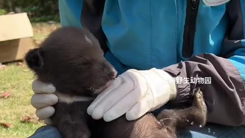 Baby black bear