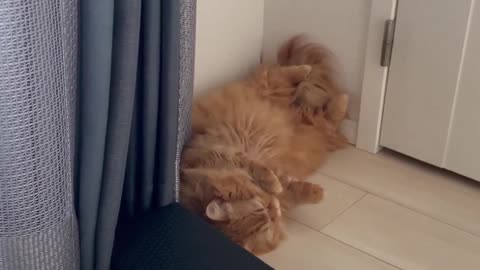 Cat video