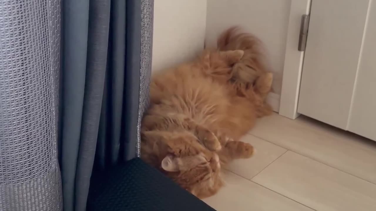 Cat video