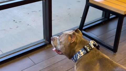 You're too fat for you, dog