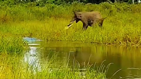 😱 BABY ELEPHANT GETS ATTACKED BY GATOR ‼️