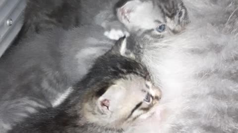 cute kitten🐱