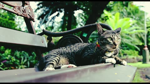 Havy cut cat