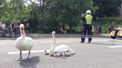 Swan family controls traffic in Denmark