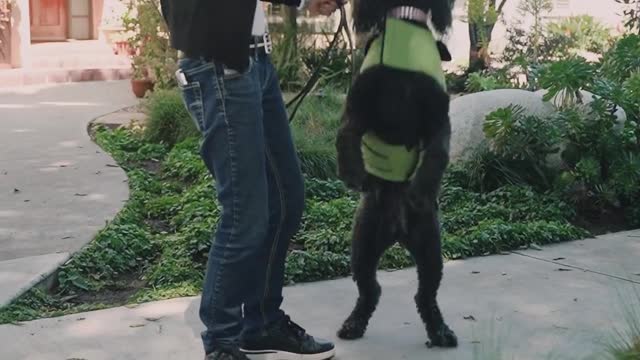 Dog responds to the owner's command