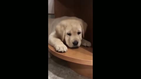 Baby Dogs Cute & Funny Dog Videos Compilation