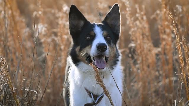 Funny dog 🐩 simply sitting in the grass videos 👍🏻