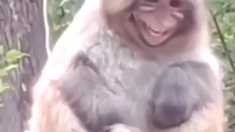 Funny monkey