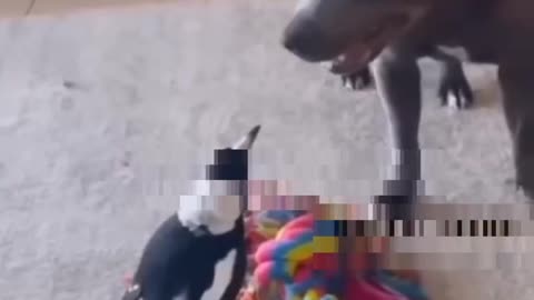 Funny Animals video 😂