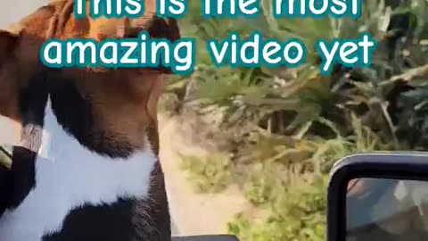 This is Amazing video of a bird flying as fast as we are driving. #beagletales #beagleslife #shorts