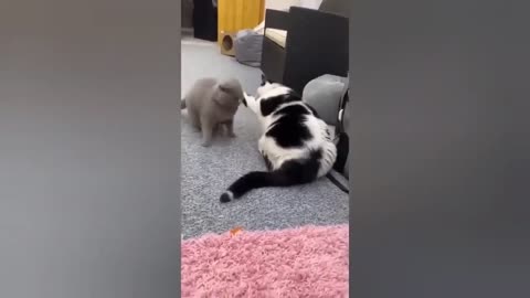 HOUR FUNNY CATS COMPILATION 2022😂_ Funny and Cute Cat Videos😸 ! - 139