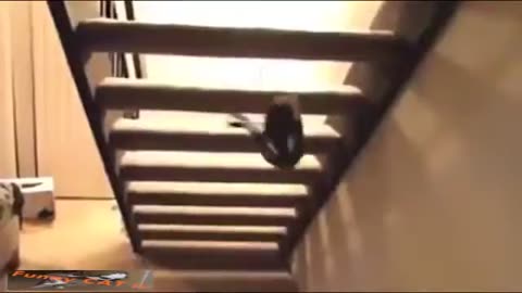 Crazy Cats Compilations.