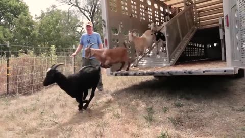 Modern Goat Processing Factory Technology 🐐 - How to Farming Millions of Goat For Meat and Milk