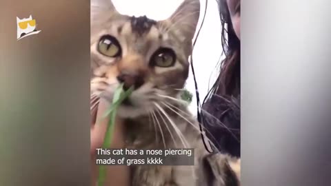 Funny animals video