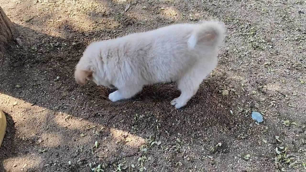 He went back to his little nest