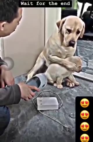 The Selfless Sacrifice of a Mother Dog for Her Puppy's Safety