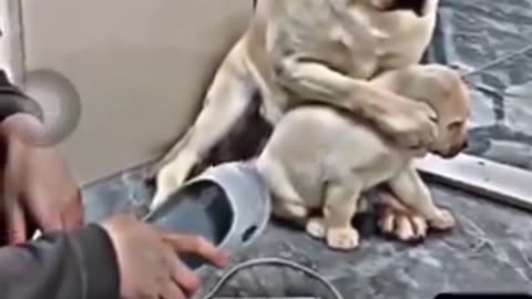 The Selfless Sacrifice of a Mother Dog for Her Puppy's Safety