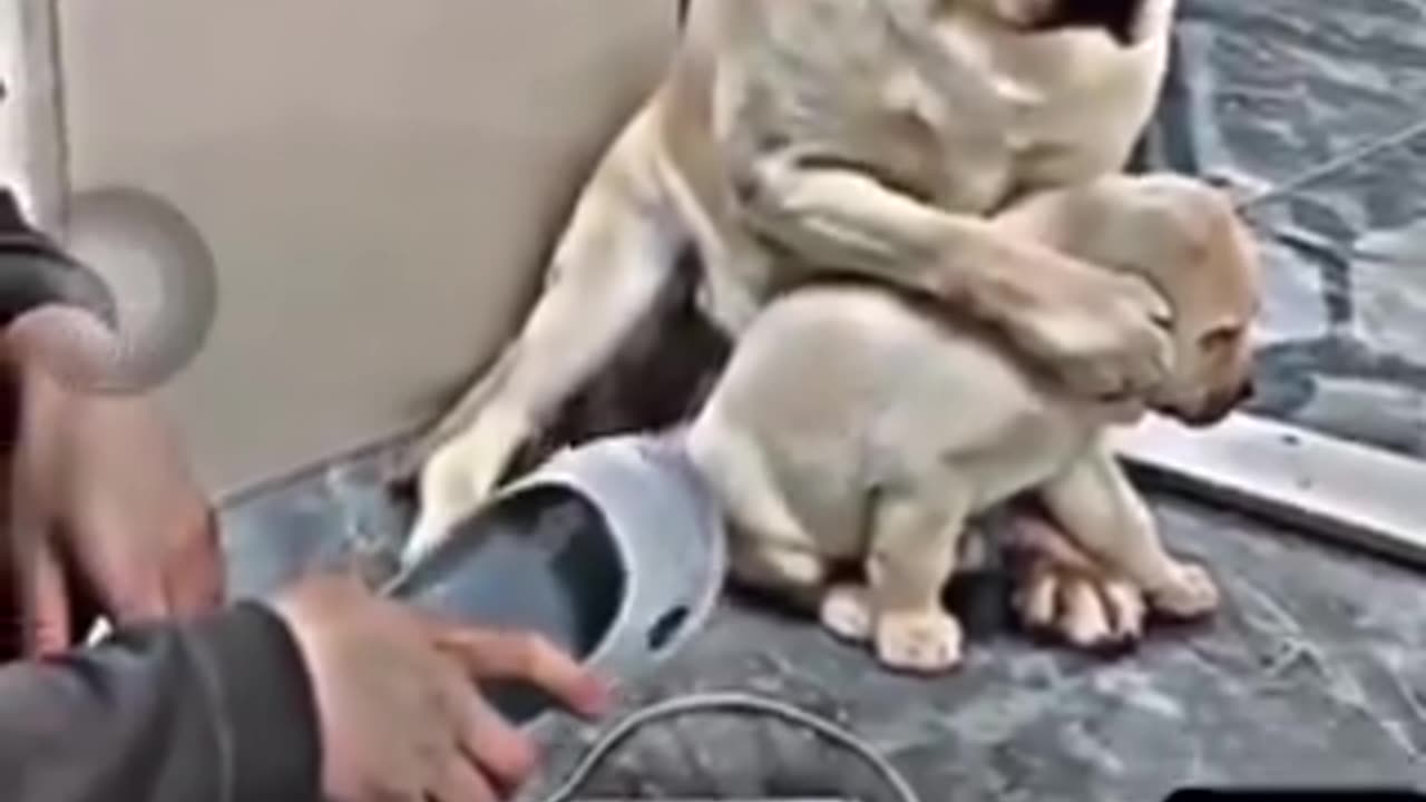The Selfless Sacrifice of a Mother Dog for Her Puppy's Safety