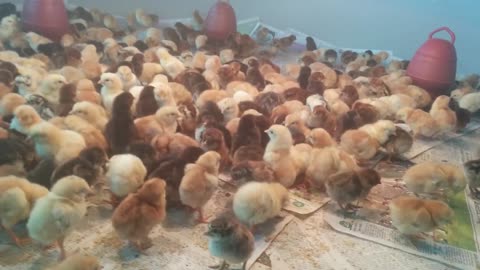 Baby Chicks in the brooder shed [5 days old]