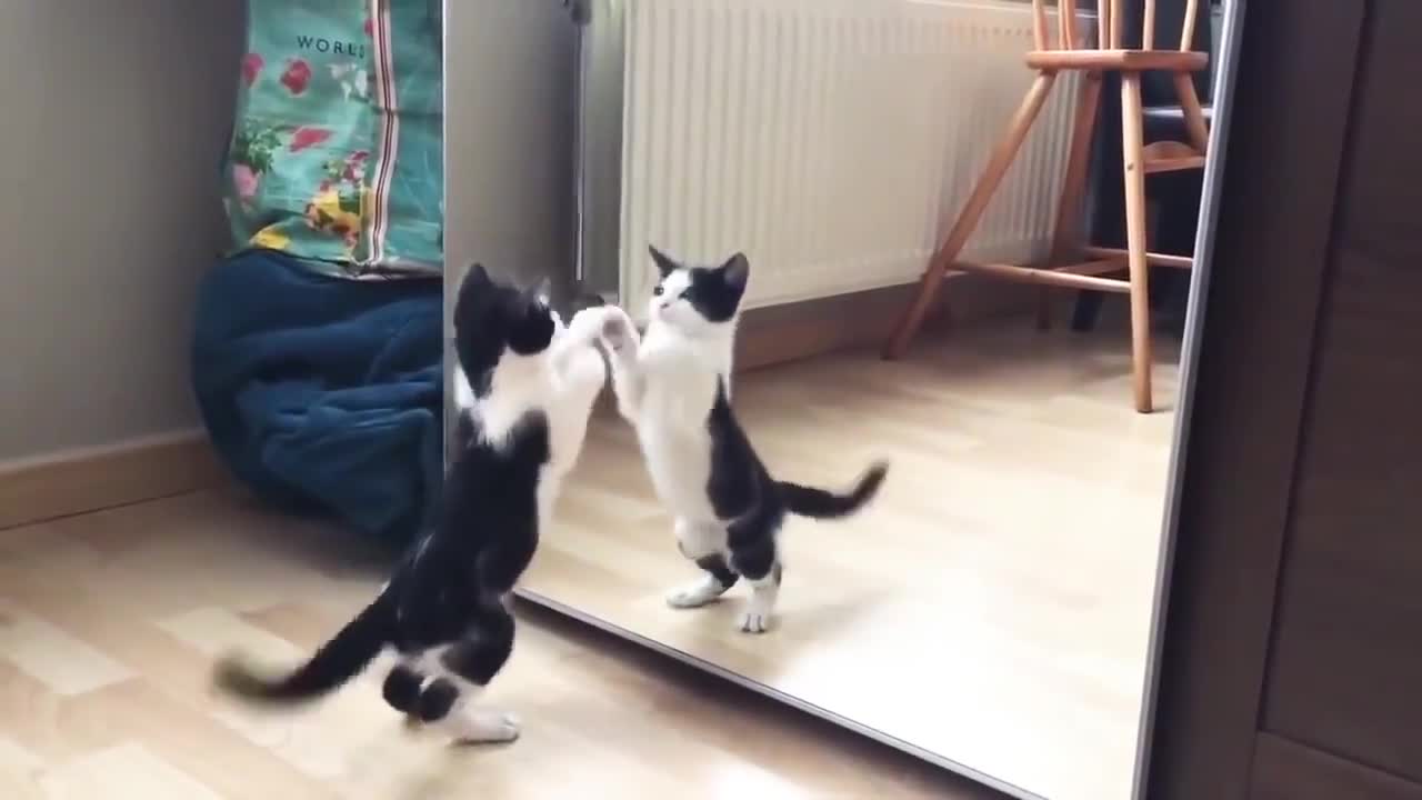 Funny Cat And mirror Video|Funny video|What's App Videos|30 Seconds Status Video|
