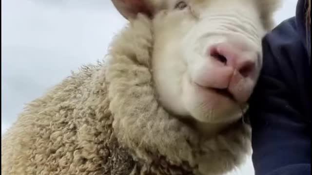This sheep is very affectionate with its owner