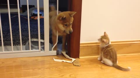 Cutest puppy and kitten fight