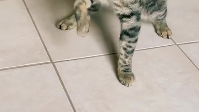 dancing cat