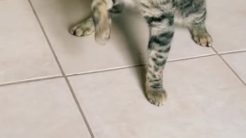 dancing cat