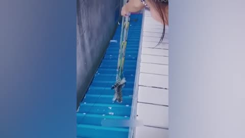 Funny Animal Moments