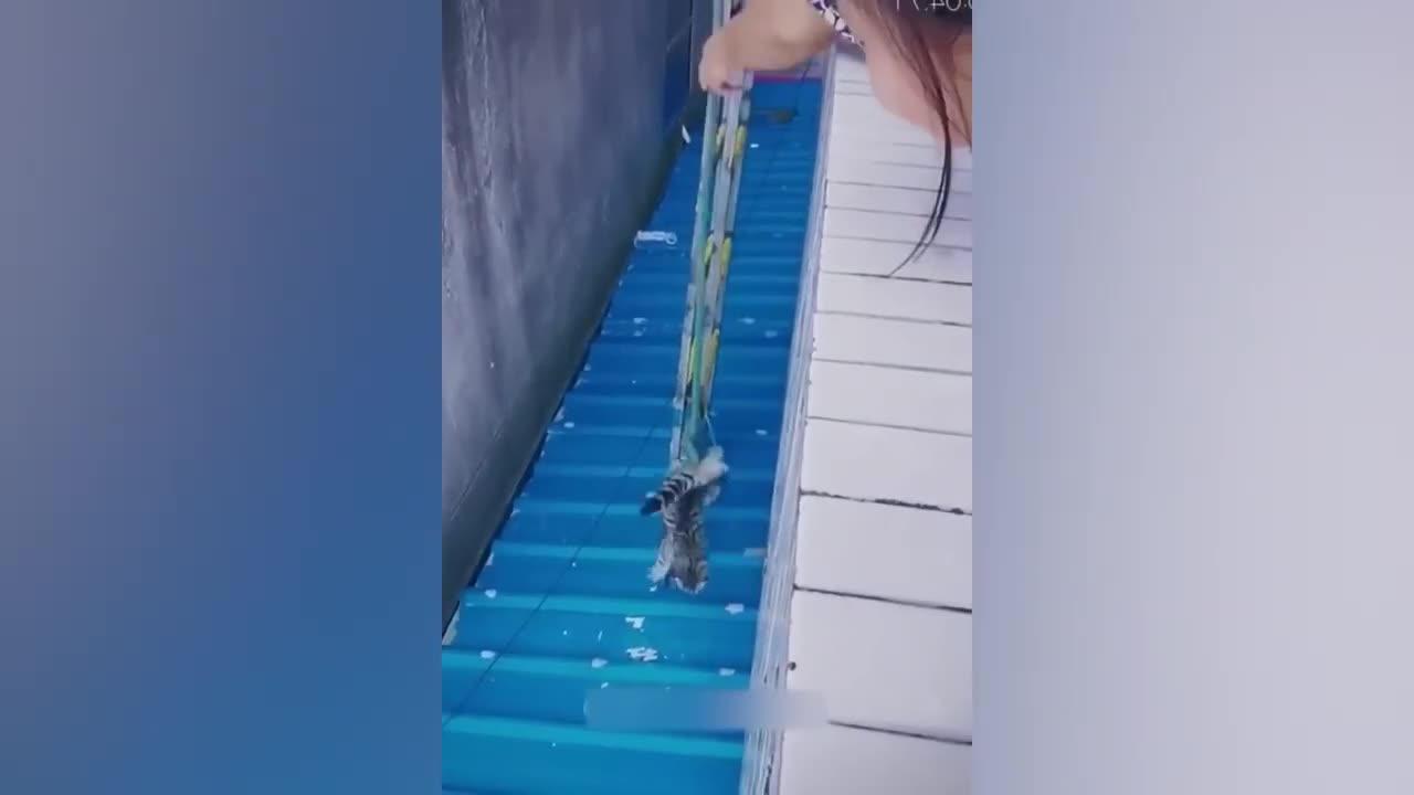 Funny Animal Moments