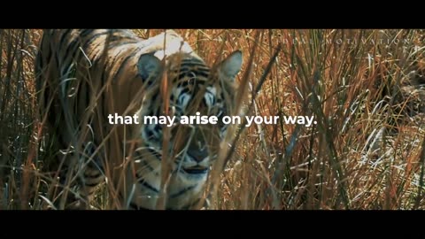Wisdom Of The Tiger Powerful Motivational Video