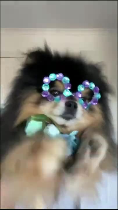 Funny animal videos #13 #shorts #short #trending #funnyvideos #funnyanimalvideos #tiktok