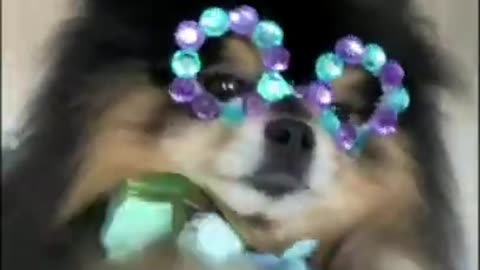 Funny animal videos #13 #shorts #short #trending #funnyvideos #funnyanimalvideos #tiktok