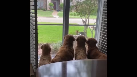 Funniest Animals 2024 😂 | Best Funny Cats and Dogs 😻🐶 | Cute Baby Dogs