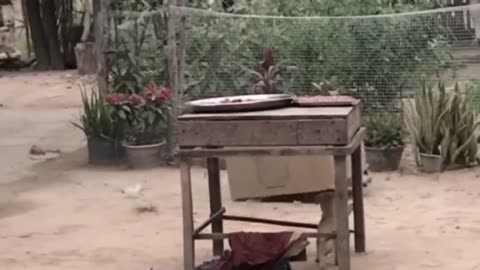 TRY NOT TO LUGH AT TESE FUNNY ANIMAL COMPILATION