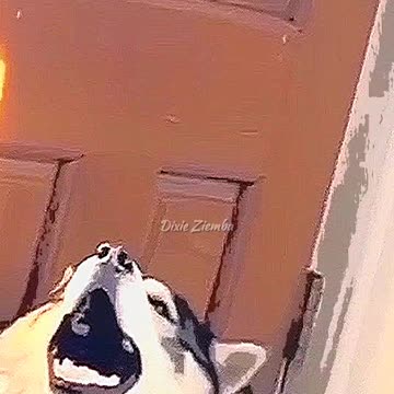 When your dog is secretly a rock star singer #dog #singing