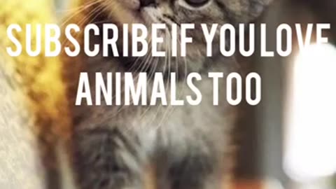 Funny cat's 🐈😺