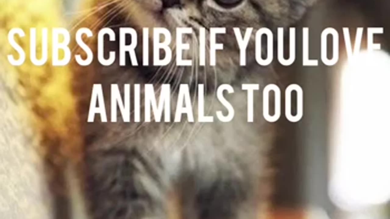 Funny cat's 🐈😺