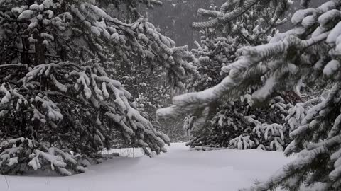 Winter forest