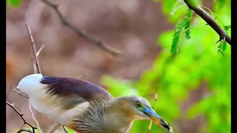 Birds are eating