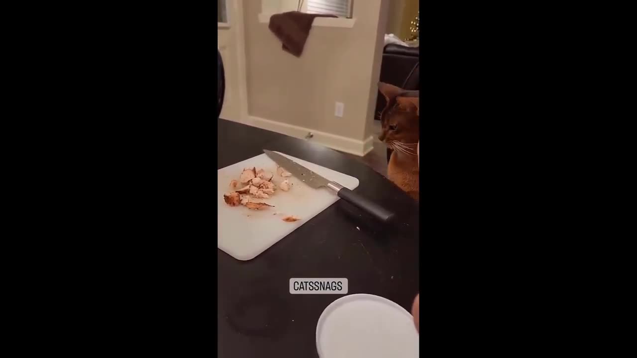 Best Funny Animal Videos Of🤣 The 2023 Funniest Cats And Dogs Videos🙀😍