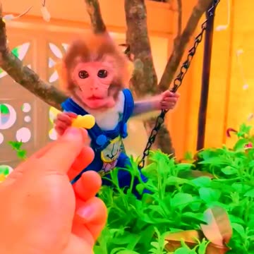 Adorable Monkeys, pets, funny animals, smartest animals, cute monkey, baby monkey, lovely monkey #22