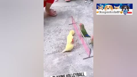 Funny Animals Videos 2024 8 Minutes