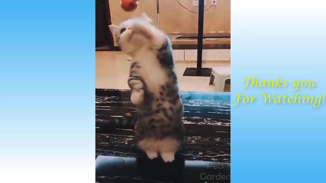 Funniest Pets 😹 Don't try to hold back Laughter 🤣🤣