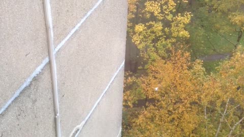 Parkour Squirrel