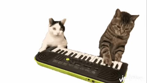 Cute Cat Piano Gif! 🥰💗🐈